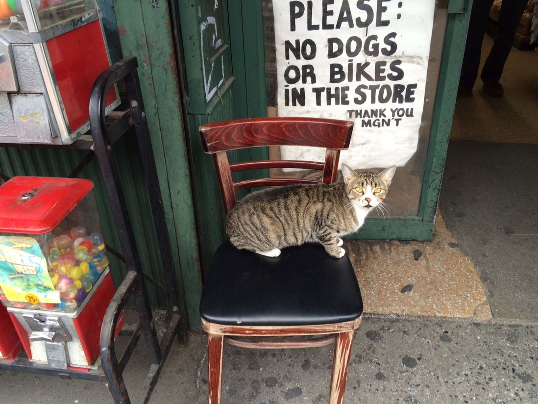 This is Nancy, in Williamsburg. No dogs here, okay?<br> (Courtesy reader Nancy)